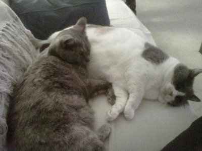 Furbabies!!! Lets show them off!