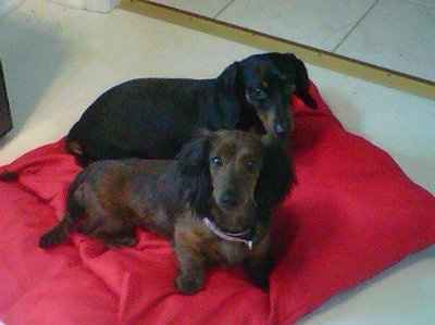 Furbabies!!! Lets show them off!