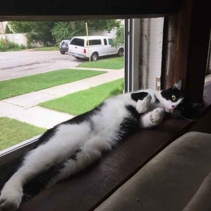 NWR: Bored? Show off your pets!