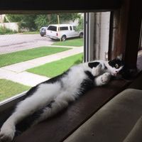 NWR: Bored? Show off your pets!