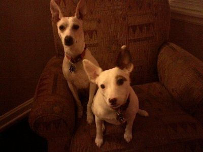 Let's do a show-and-tell about our fur-babies!!!