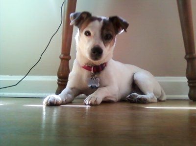 Let's do a show-and-tell about our fur-babies!!!