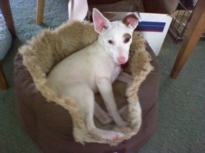 Show off your furbabies!