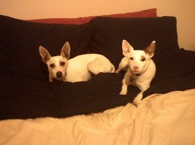 Show off your furbabies!