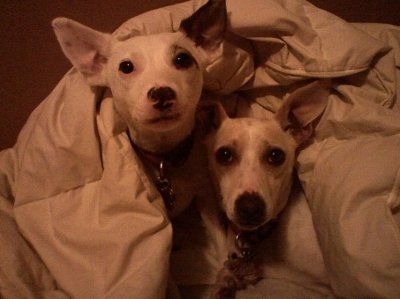 Show off your furbabies!