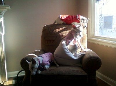 Furbaby discussion from PMS thread- PMS thread hidden