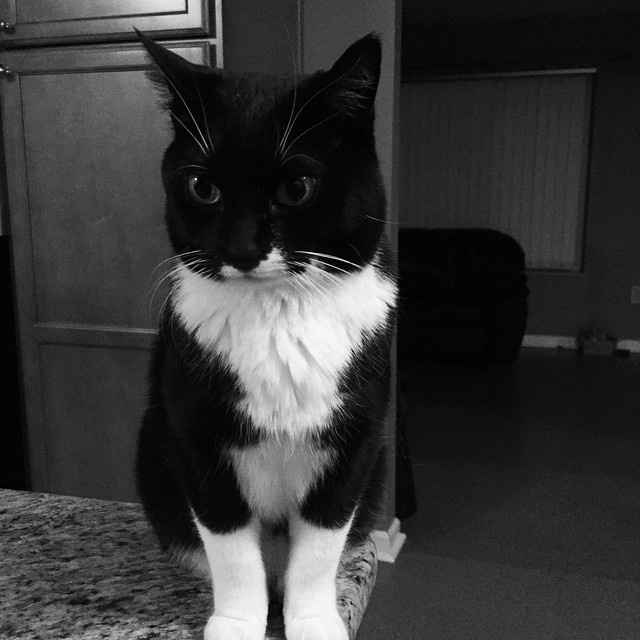 NWR: Our new kitties!