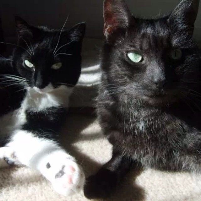 NWR: Fur baby thread!