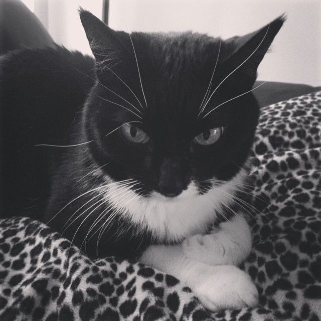 KWR: Happy National Cat Day
