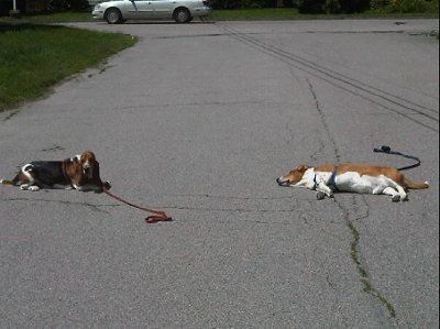 Another Friday another workout! Come on ladies! You're slacking!!! puppy pics!