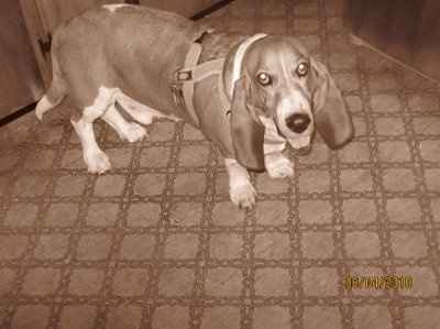 *NWR* Post pics of your furry (or not so furry) kids!