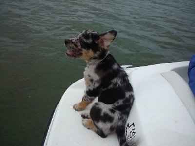 What is your hobby with FS/DS?