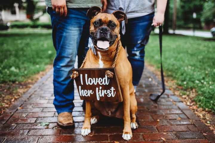 Dogs in engagement photos - 1