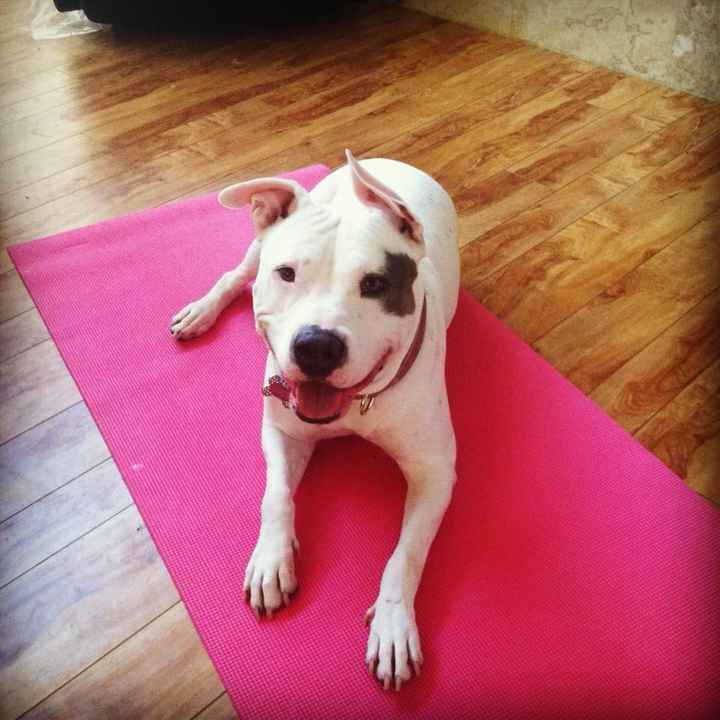 How many people are using your pets in your wedding?