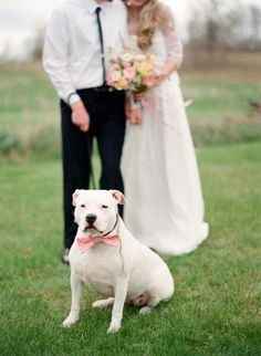 Pets at weddings!!