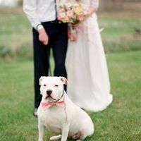 Pets at weddings!!