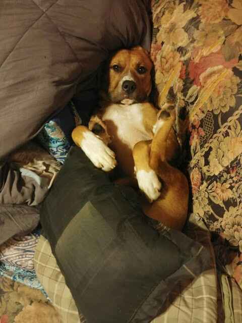 a "ruff" Decision - 2