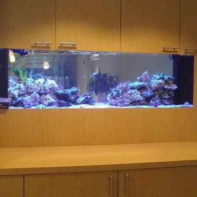 What's in your aquarium?
