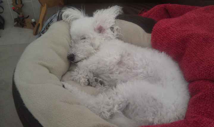 Need cheering up. Show me your puppies!
