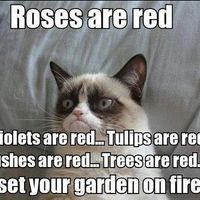 NWR: Emotional Rolla Coasta - NEED MEMES!