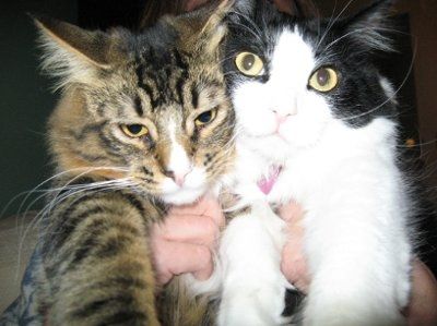 NWR: I want to see your pets!