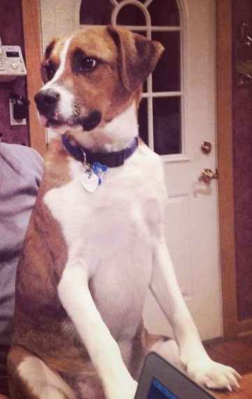 What to do with our dog for the wedding?