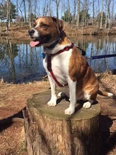 Nwr- show me your fur babies