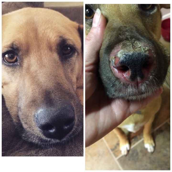 Spinoff: Show us your rescues!