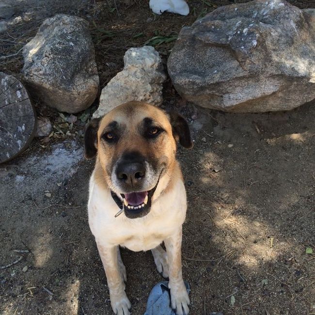 Spinoff: Show us your rescues!
