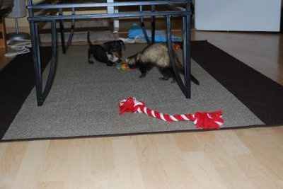 NWR: Lets see our pets!!