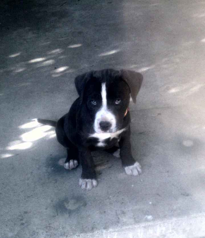 Got a new puppy, lets see a pic of your pets