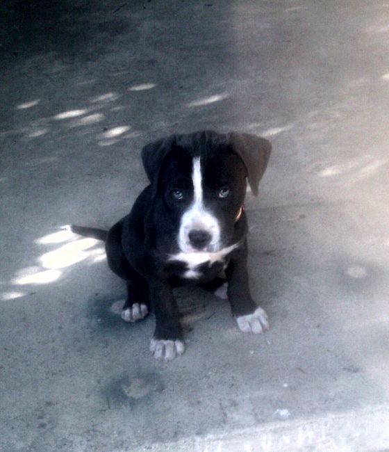 Got a new puppy, lets see a pic of your pets