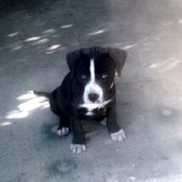 Got a new puppy, lets see a pic of your pets