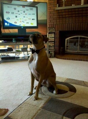 Bow Tie for our Dog for Pictures...