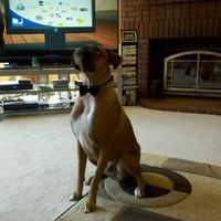 Bow Tie for our Dog for Pictures...