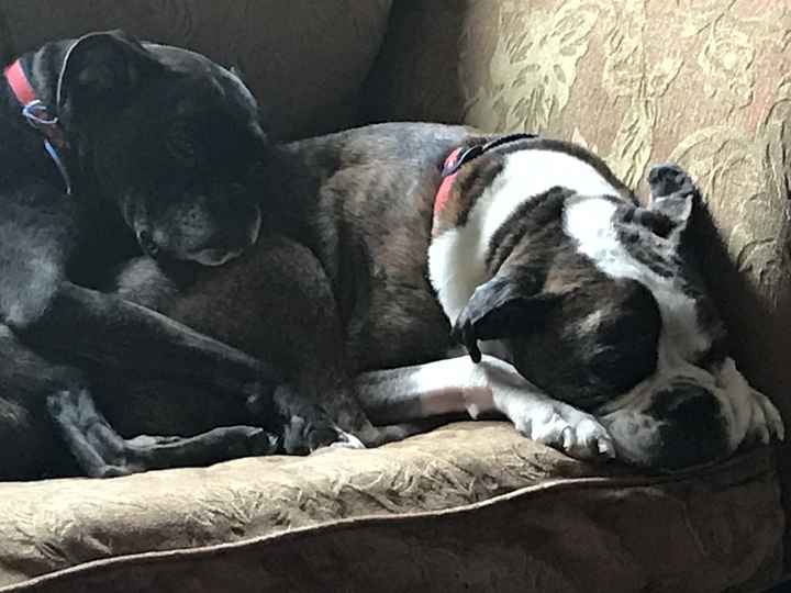 NWR: Dogs are weird and eat weird stuff