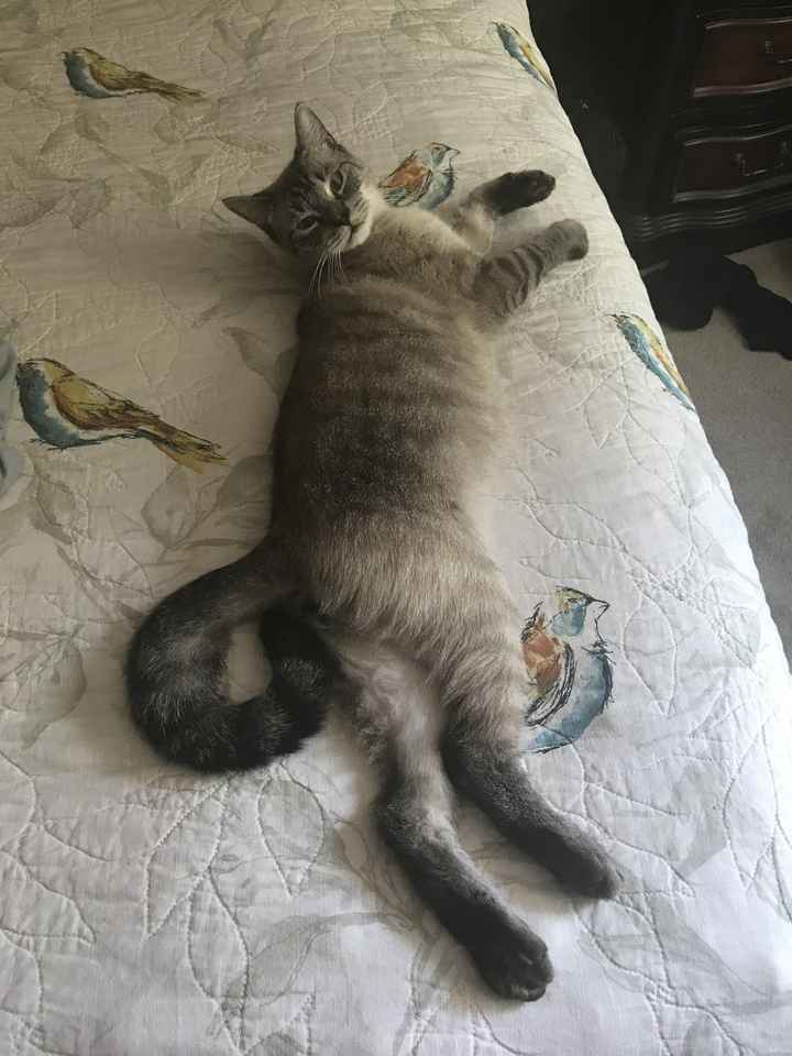 Pets "helping" you make things