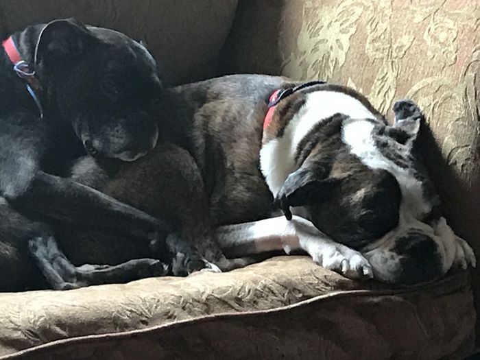 NWR: Dogs are weird and eat weird stuff