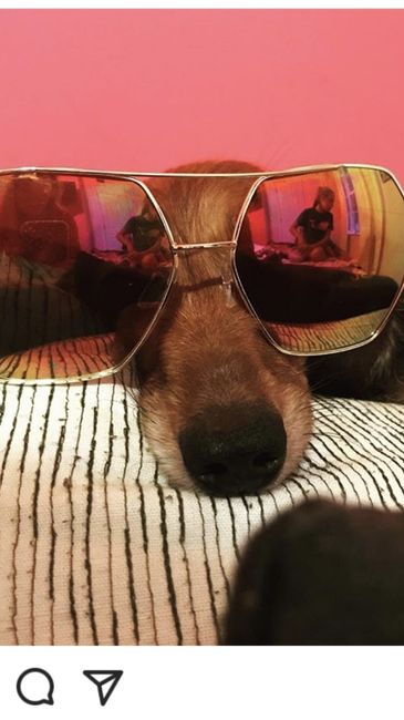 Crazy dog mom