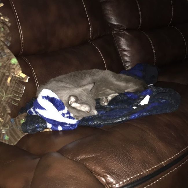 Not WW but my cat is cute sooo
