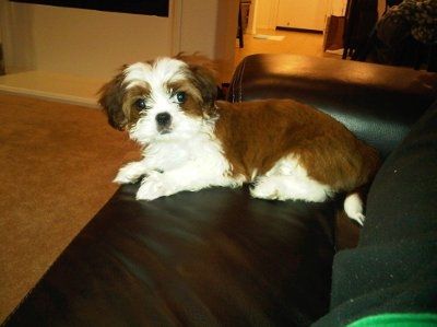 Let's see your pets!
