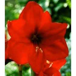 Which flowers are in season in September?