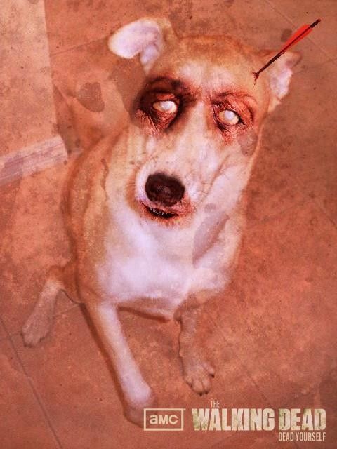 NWR: Lets See Your Fur Babies!