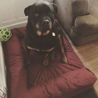 Show me your fur babies!