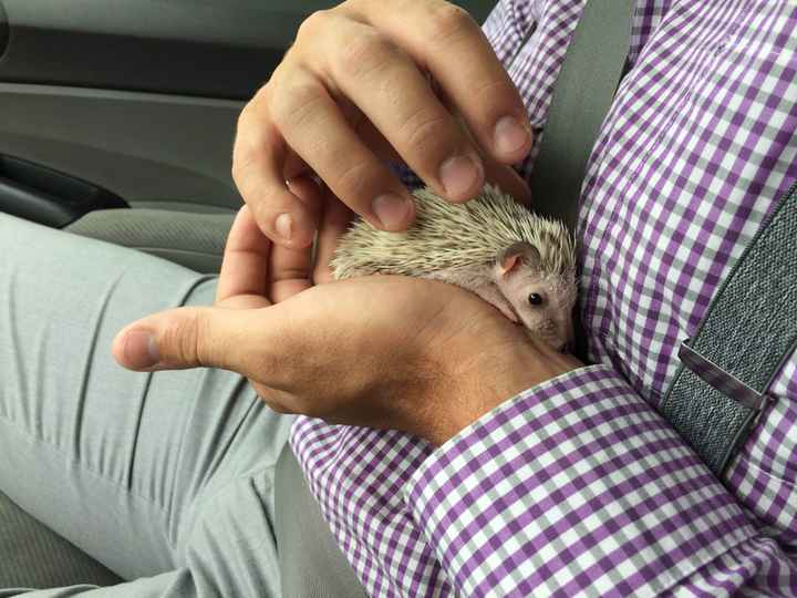 NWR: We finally got our baby hedgehog- cuteness off the charts!! *pics*