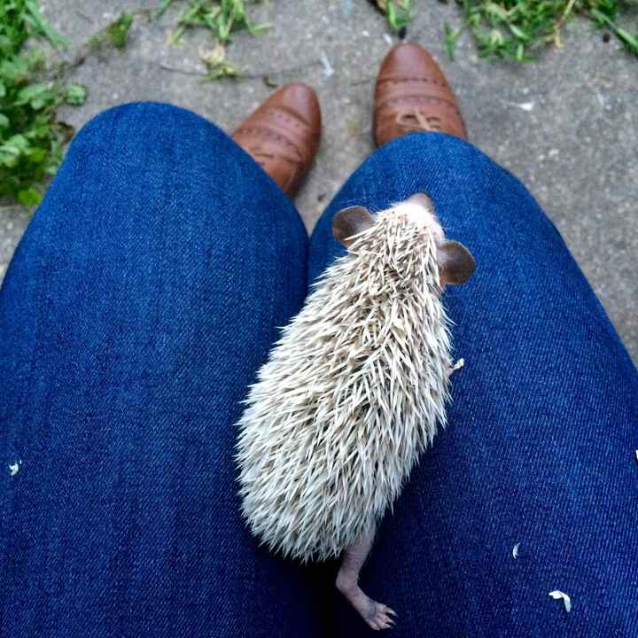 What the what?! 5 stars? Obviously this calls for hedgehog pictures. UPDATED with question