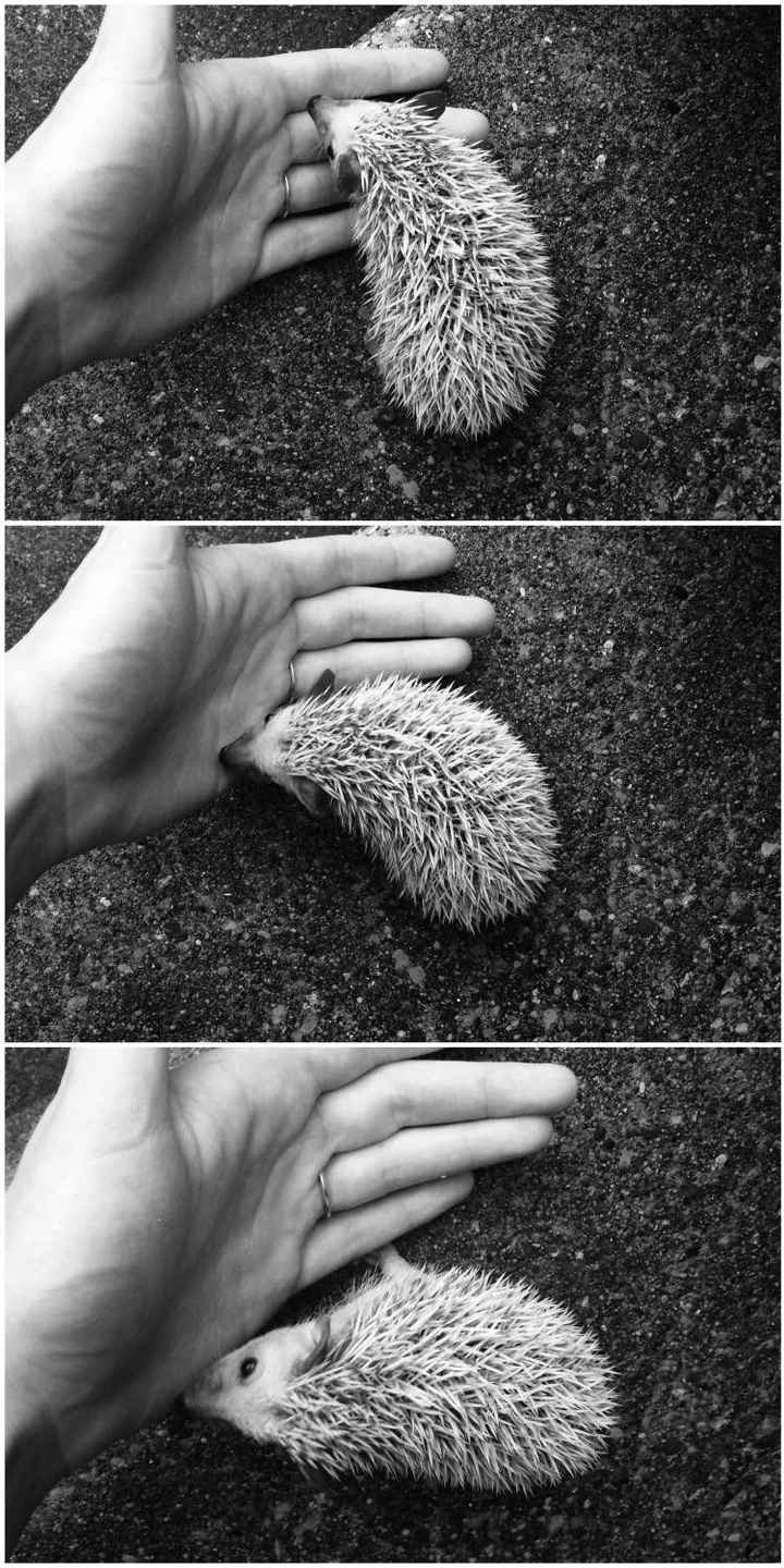 What the what?! 5 stars? Obviously this calls for hedgehog pictures. UPDATED with question