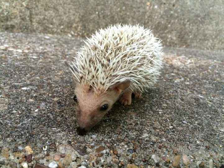 What the what?! 5 stars? Obviously this calls for hedgehog pictures. UPDATED with question
