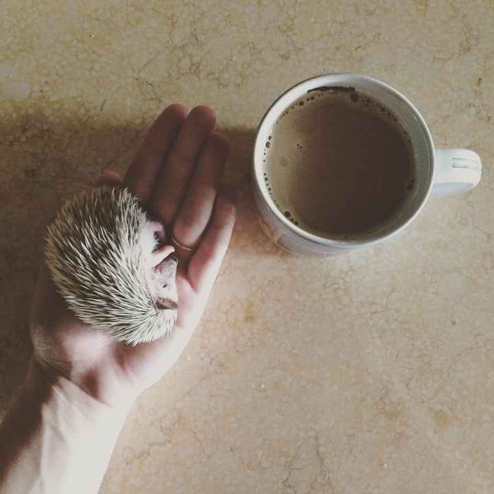 NWR: We finally got our baby hedgehog- cuteness off the charts!! *pics*