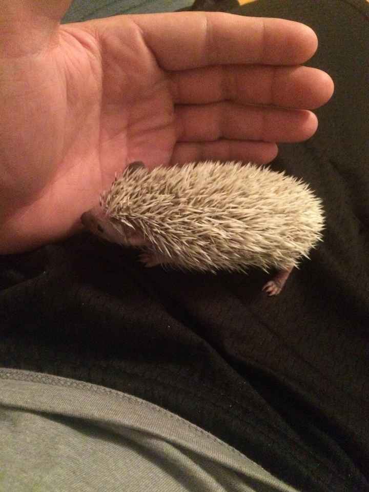 NWR: We finally got our baby hedgehog- cuteness off the charts!! *pics*